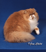 16_Sugarspun Backstreetboy